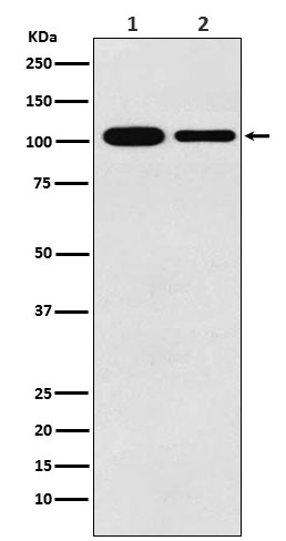 1 - Anti-MCM3 Monoclonal Antibody ABO14719