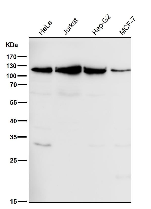 1 - Anti-MCM3 Monoclonal Antibody ABO14719