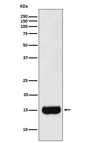 1 - Anti-MSMB Monoclonal Antibody ABO14720