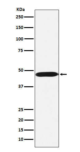 1 - Anti-ACTL6A Monoclonal Antibody ABO14722