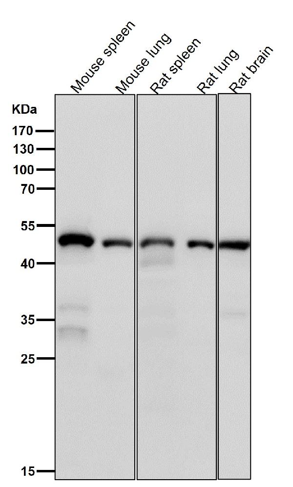 1 - Anti-ACTL6A Monoclonal Antibody ABO14722