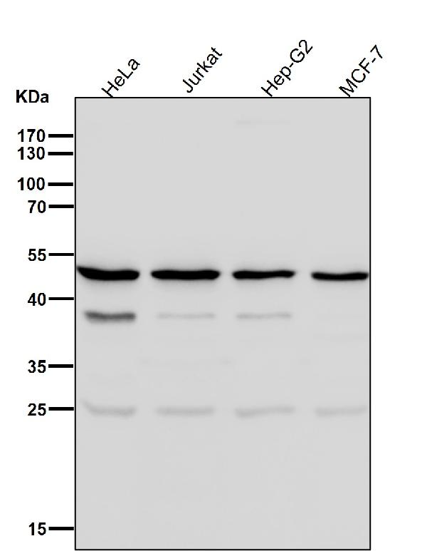 1 - Anti-ACTL6A Monoclonal Antibody ABO14722