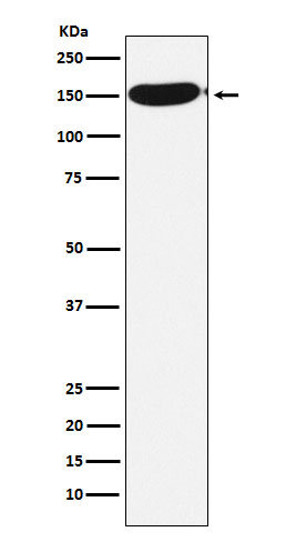 1 - Anti-CPS1 Monoclonal Antibody ABO14723