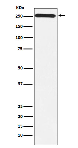1 - Anti-MYO7A Monoclonal Antibody ABO14724