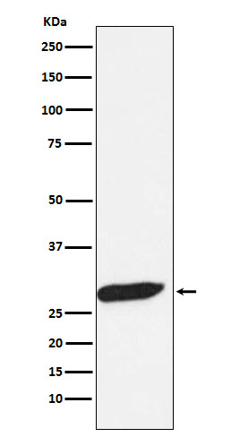 1 - Anti-FHL1 Monoclonal Antibody ABO14725