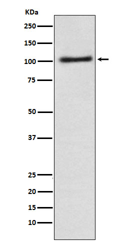 1 - Anti-Alpha1 adaptin AP2A1 Monoclonal Antibody ABO14726