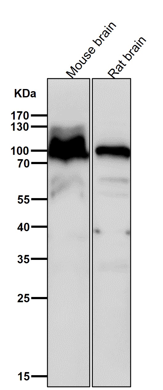 1 - Anti-Alpha1 adaptin AP2A1 Monoclonal Antibody ABO14726