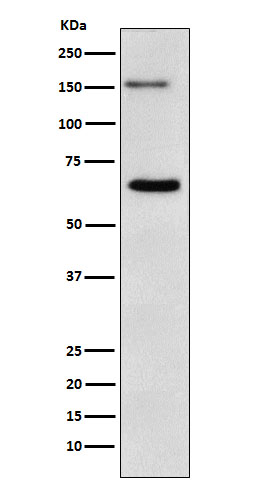 1 - Anti-NUP153 Monoclonal Antibody ABO14727