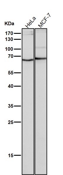 1 - Anti-NUP153 Monoclonal Antibody ABO14727