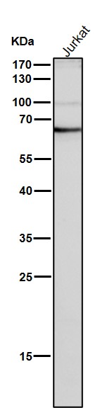 1 - Anti-NUP153 Monoclonal Antibody ABO14727