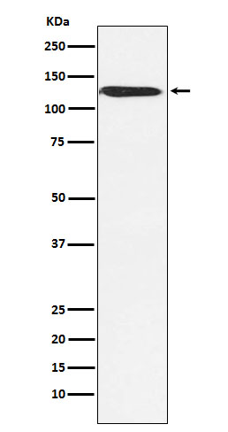 1 - Anti-SNF2H SMARCA5 Monoclonal Antibody ABO14728