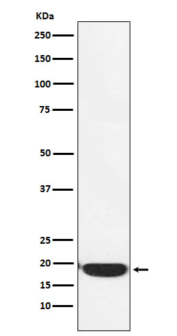 1 - Anti-PERP Monoclonal Antibody ABO14730