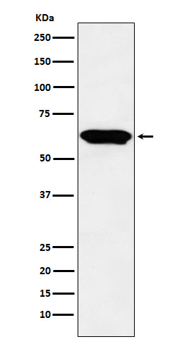 1 - Anti-E2F4 Monoclonal Antibody ABO14732