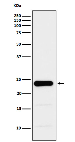1 - Anti-GST3 / GSTP1 Monoclonal Antibody ABO14733