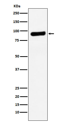 1 - Anti-RRM1 Monoclonal Antibody ABO14734