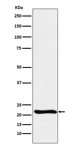 1 - Anti-GLO1 Monoclonal Antibody ABO14735