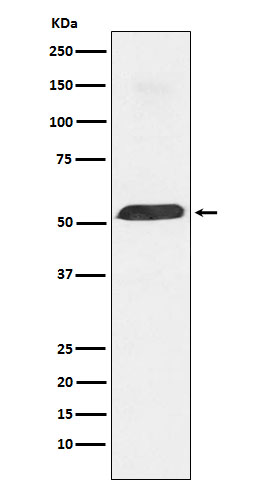 1 - Anti-PTBP1 Monoclonal Antibody ABO14736