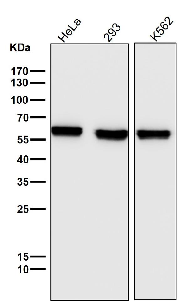 1 - Anti-PTBP1 Monoclonal Antibody ABO14736