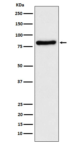 1 - Anti-TLE1 Rabbit Monoclonal Antibody ABO14737