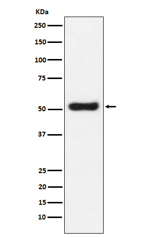 1 - Anti-OLFM4 Monoclonal Antibody ABO14738