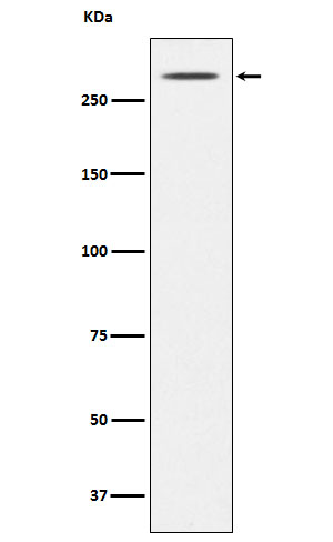 1 - Anti-Thyroglobulin TG Monoclonal Antibody ABO14739