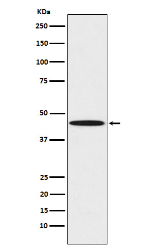 1 - Anti-PEDF Monoclonal Antibody ABO14740
