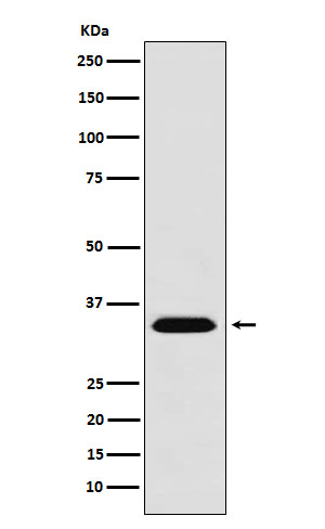 1 - Anti-MBD3 Monoclonal Antibody ABO14741