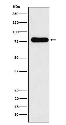 1 - Anti-GAB1 Monoclonal Antibody ABO14742