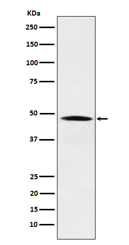 1 - Anti-Nck NCK1 Monoclonal Antibody ABO14743