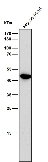 1 - Anti-Uroplakin3a UPK3A Monoclonal Antibody ABO14744