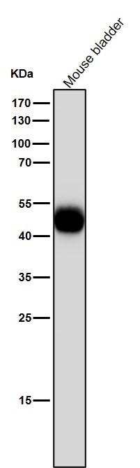 1 - Anti-Uroplakin3a UPK3A Monoclonal Antibody ABO14744