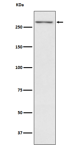 1 - Anti-Thyroglobulin TG Monoclonal Antibody ABO14745