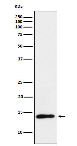 1 - Anti-TCL1 Monoclonal Antibody ABO14747