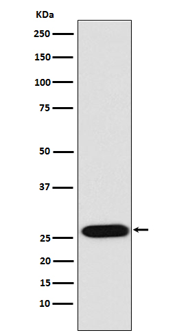 1 - Anti-LIN28 LIN28A Monoclonal Antibody ABO14751