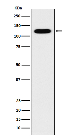 1 - Anti-Cadherin 16 CDH16 Monoclonal Antibody ABO14752
