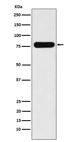 1 - Anti-Villin-1 VIL1 Monoclonal Antibody ABO14756
