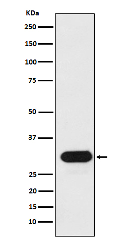 1 - Anti-HLA-Drb1 Monoclonal Antibody ABO14757