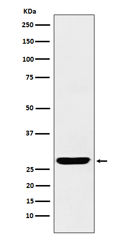 1 - Anti-SCGN Monoclonal Antibody ABO14760