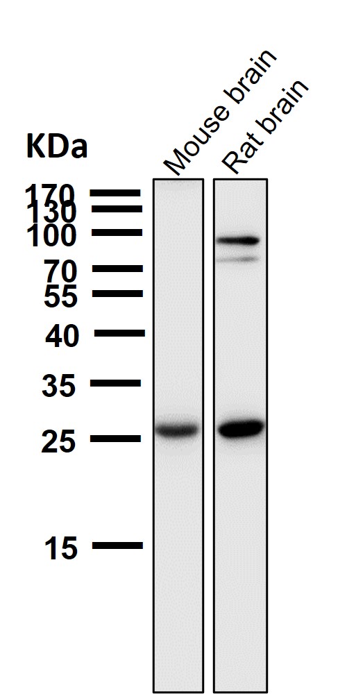 1 - Anti-SCGN Monoclonal Antibody ABO14760
