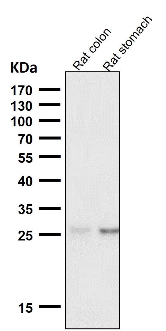 1 - Anti-SCGN Monoclonal Antibody ABO14760