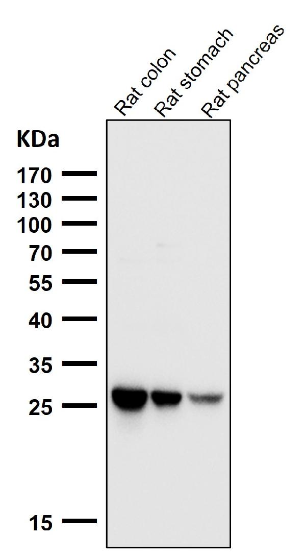 1 - Anti-SCGN Monoclonal Antibody ABO14760