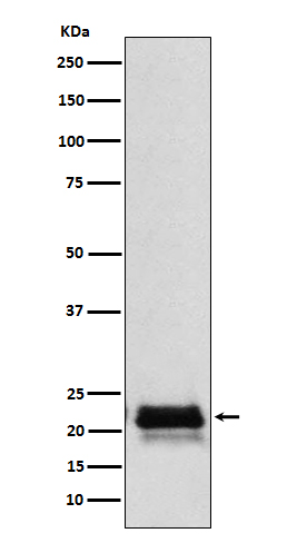 1 - Anti-FSH beta (FSHB) Monoclonal Antibody ABO14765