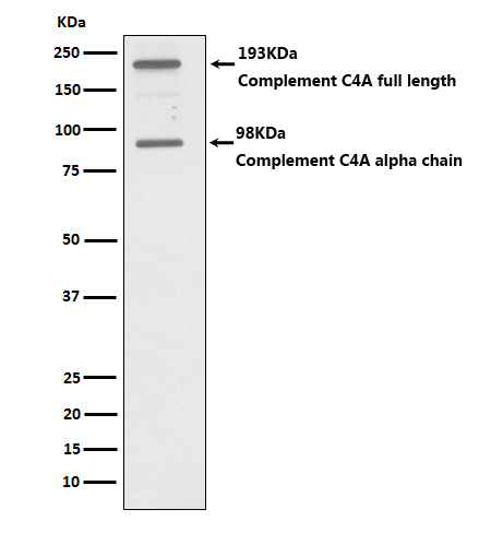 1 - Anti-C4A Monoclonal Antibody ABO14768