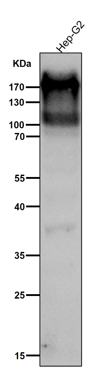1 - Anti-C4A Monoclonal Antibody ABO14768