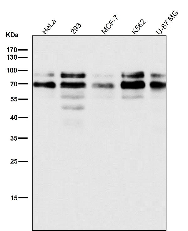 1 - Anti-TFE3 Monoclonal Antibody ABO14769