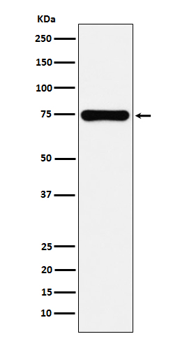 1 - Anti-Cox2 PTGS2 Monoclonal Antibody ABO14770