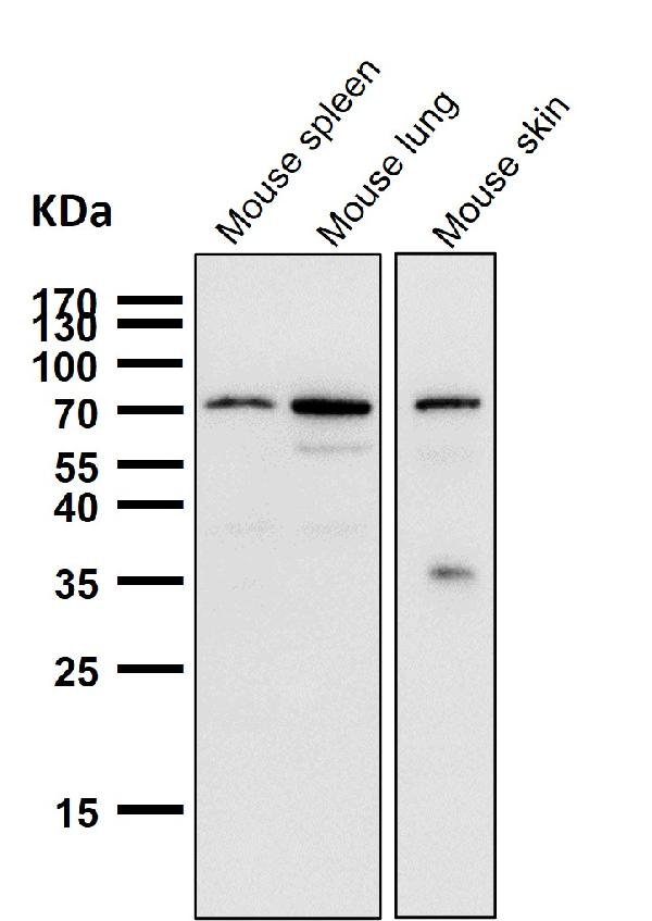 1 - Anti-Cox2 PTGS2 Monoclonal Antibody ABO14770