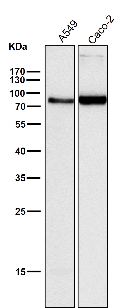 1 - Anti-Cox2 PTGS2 Monoclonal Antibody ABO14770