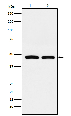 1 - Anti-FDFT1 Monoclonal Antibody ABO14774