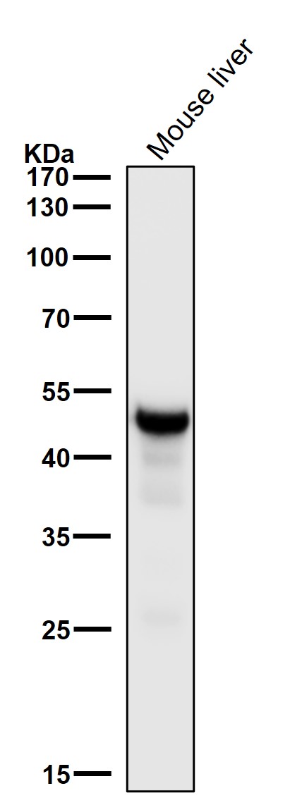 1 - Anti-FDFT1 Monoclonal Antibody ABO14774